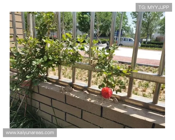 开云平台网页版：详细步骤帮助您顺利开启在线商务管理新体验