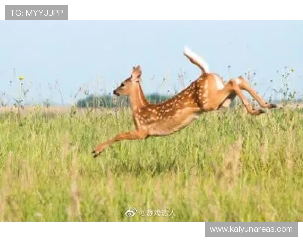 利用开运体育网站提升体育竞技水平的实用方法