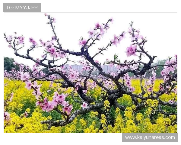 开运游戏带来好运气的秘密攻略与玩法详解助你轻松开启财富之门