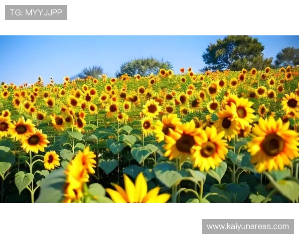 探索开运体育在线的神奇力量,让你的每一天都充满正能量和好运气 探索开运体育在线的神奇力量,让你的每一天都充满正能量和好运气